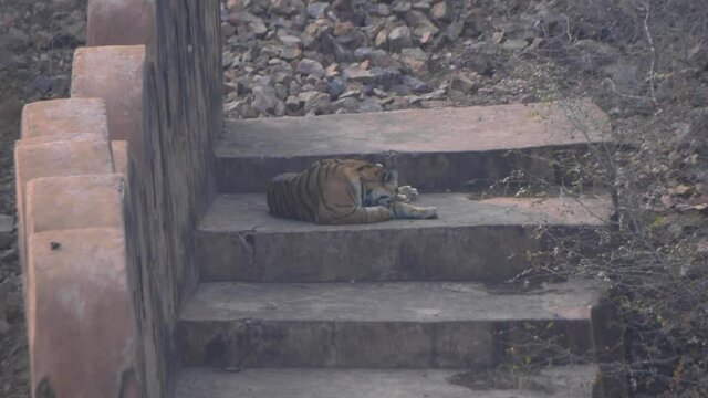 Tiger on the stairs in Ranthambore, Rajasthan