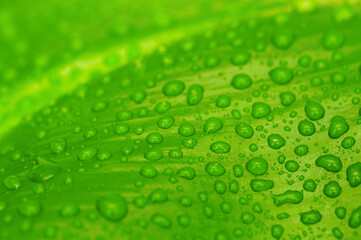 green leaf with drops of water