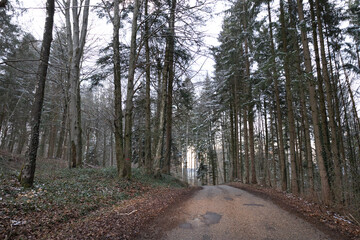 Obraz premium Straße inmitten der Natur und Wald mit vielen Bäumen 