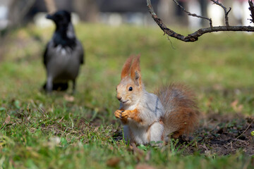 The squirrel sits and eats. Beautiful red squirrel in the park.