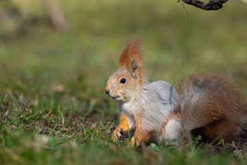 The squirrel sits and eats. Beautiful red squirrel in the park.
