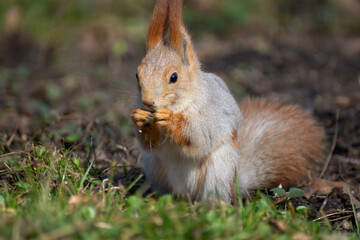 Naklejka na ściany i meble The squirrel sits and eats. Beautiful red squirrel in the park.