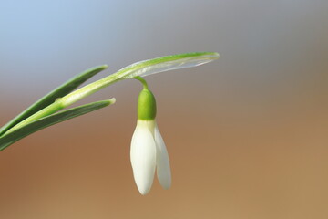 First spring flower Snowdrop (Galanthus nivalis), sometimes also referred to as snowdrops white or...
