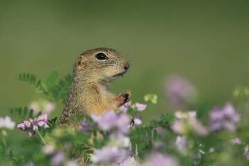 Naklejka na ściany i meble Little european ground squirrel sitting in the blooming meadow. (Spermophilus citellus). Wildlife scene from nature.