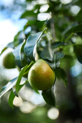 Organic, ripe pears in the summer garden, autumn harvest, Close up view of Pears grow on pear tree branch with leaves under sunlight, Selective focus on pears..