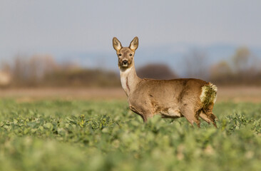Roe deer
