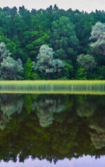 Fototapeta na wymiar Green trees reflecting on the surface of the lake.
