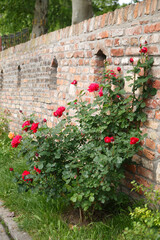 Blooming bush with red roses near a brick wall in the garden on a summer day.