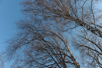 Birch branches against the blue sky