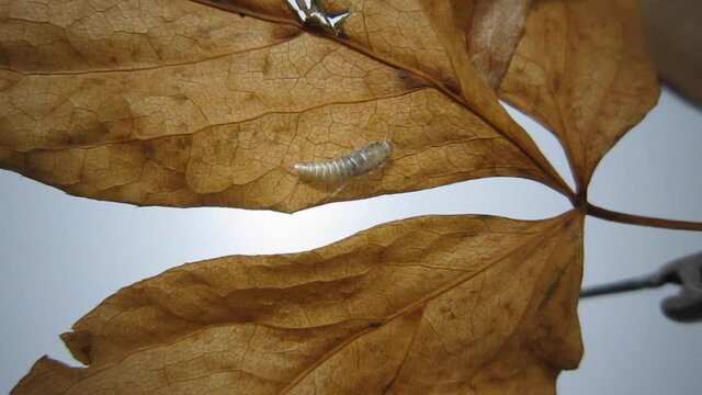 Thysanura Bilder Durchsuchen 485 Archivfotos, und