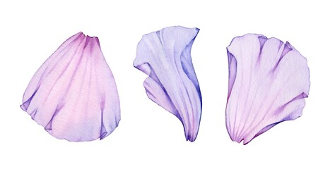 Watercolor rose petals set. Three purple transparent petals. Realistic hand drawn illustration isolated on white for wedding stationery design, valentines day greeting cards. High quality illustration