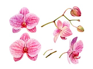 Watercolor Orchid plant set. Big pink flowers with texture, buds, stem. Make your custom branch. Hand painted floral tropical collection. Botanical illustrations with exotic plants isolated on white