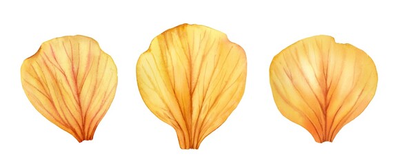 Watercolor rose petals. Yellow floral set of three detailed elements. Realistic hand drawn illustration isolated for wedding stationery design, valentines day greeting cards. High quality illustration