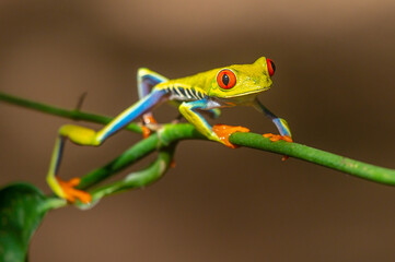 Red-eyed Tree Frog, Agalychnis callidryas, sitting on the green leave in tropical forest in Costa Rica.