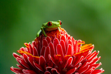 Red-eyed Tree Frog, Agalychnis callidryas, sitting on the green leave in tropical forest in Costa Rica.