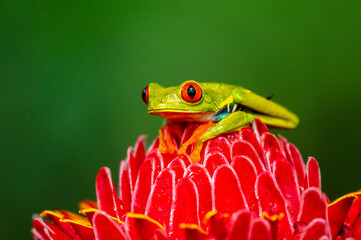 Red-eyed Tree Frog, Agalychnis callidryas, sitting on the green leave in tropical forest in Costa Rica.