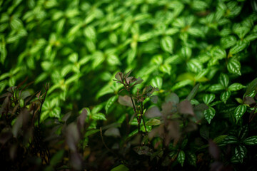 green and purple shrubs on the park