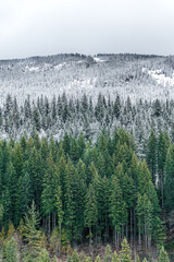 forest snow in early winter