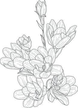Realistic magnolia flowers bouquet sketch template. Spring season graphic cartoon vector illustration in black and white for games, background, pattern, decor. Coloring paper, page, story book.