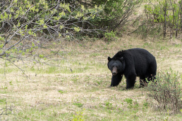 black bear in field