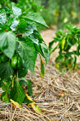 Green peppers growing in the garden outdoor, agriculture