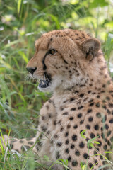 African cheetah, Masai Mara National Park, Kenya, Africa. Cat in nature habitat. Greeting of cats