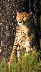 Fototapeta na wymiar Cheetah walks through long grass in savannah Acinonyx jubatus
