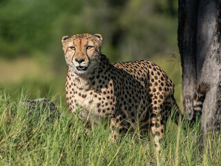 Cheetah walks through long grass in savannah Acinonyx jubatus
