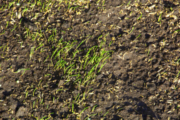 new sown grass seeds and newly sprouted young grass in dark wet soil