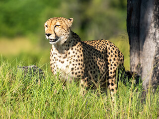 Cheetah walks through long grass in savannah Acinonyx jubatus