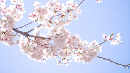 Fresh springtime with cherry blossoms  벚꽃이 있는 싱그러운 봄 날씨
