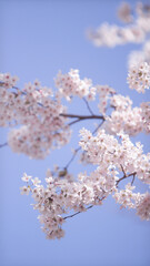Fresh springtime with cherry blossoms  벚꽃이 있는 싱그러운 봄 날씨