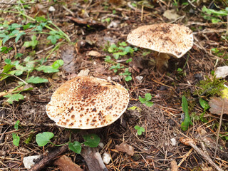 Brown spiny mushrooms echinoderma asperum.