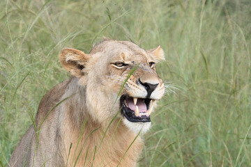 Beautiful Lion Caesar in the golden grass of Masai Mara, Kenya Panthera Leo.