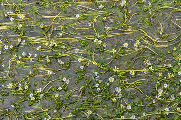 The alisma is a beautiful plant that can grow in water in Europe
