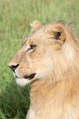 Beautiful Lion Caesar in the golden grass of Masai Mara, Kenya Panthera Leo.