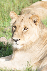 Beautiful Lion Caesar in the golden grass of Masai Mara, Kenya Panthera Leo.