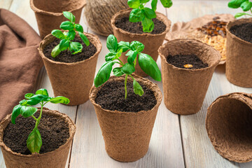 Basil seedlings in peat cups on a light table.