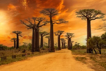 Keuken spatwand met foto Beautiful Baobab trees at sunset at the avenue of the baobabs in Madagascar © vaclav