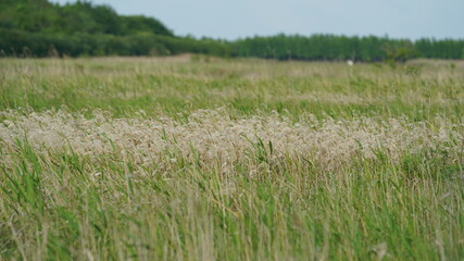 The grass land view full of the reeds and grass in autumn