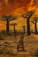 Beautiful Baobab trees at sunset at the avenue of the baobabs in Madagascar
