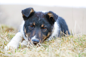 Happy adopted dog of mixed breed lies in the garden. Portrait foto.
