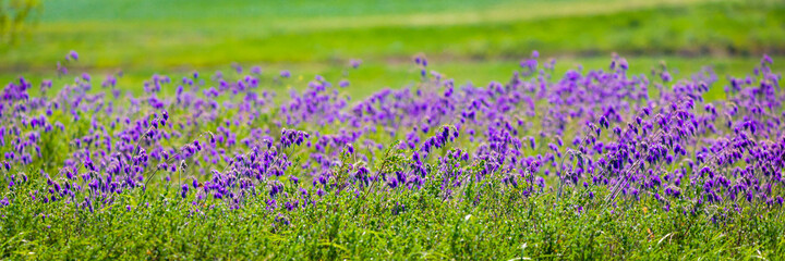 Obraz premium Salvia or Sage flowers. Summer meadow background