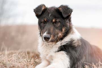 Happy adopted dog of mixed breed lies in the garden. Portrait foto.