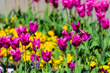 Beautiful China pink tulip on flower bed in garden
