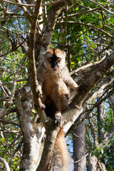 One little lemur on the branch of a tree in the rainforest Madagascar.