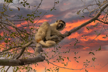 One little lemur on the branch of a tree in the rainforest Madagascar.