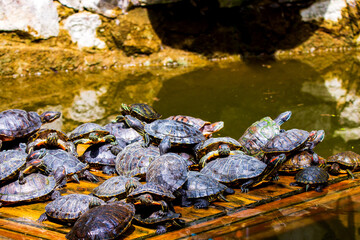 Group of red-eared slider or Trachemys scripta elegans in pool. Dozens of yellow-bellied slider turtles sunning on a wooden surface