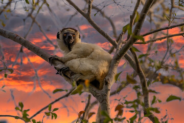 One little lemur on the branch of a tree in the rainforest Madagascar.