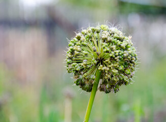 Maturation of onion seeds after flowering. Flower stalks-umbrellas of leek on  blurred background. Focusing on  main object